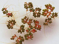 Azolla finiculoides